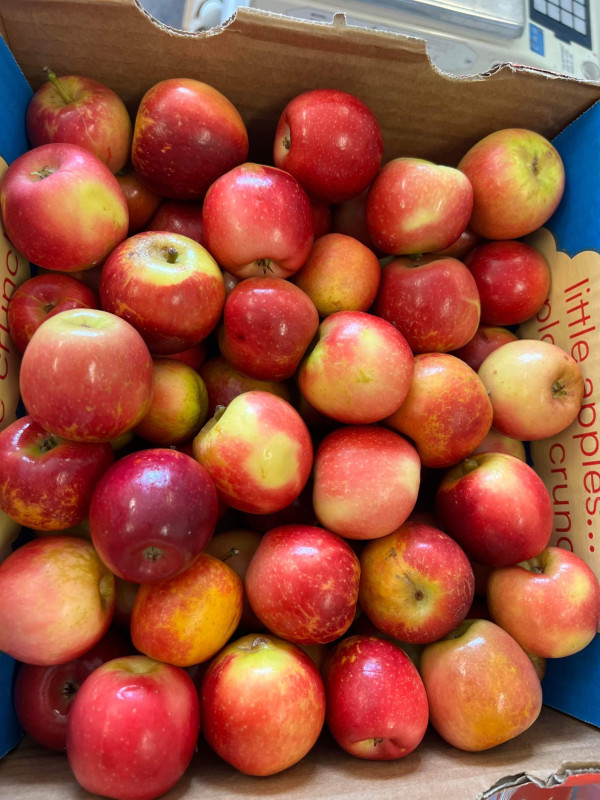 Mận Ấn Độ 20$ 1kg
