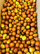 Trái sấu đông đá 1kg 10$