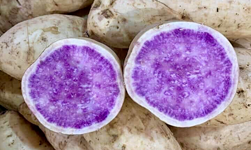 cá mối tẩm 1 nắng