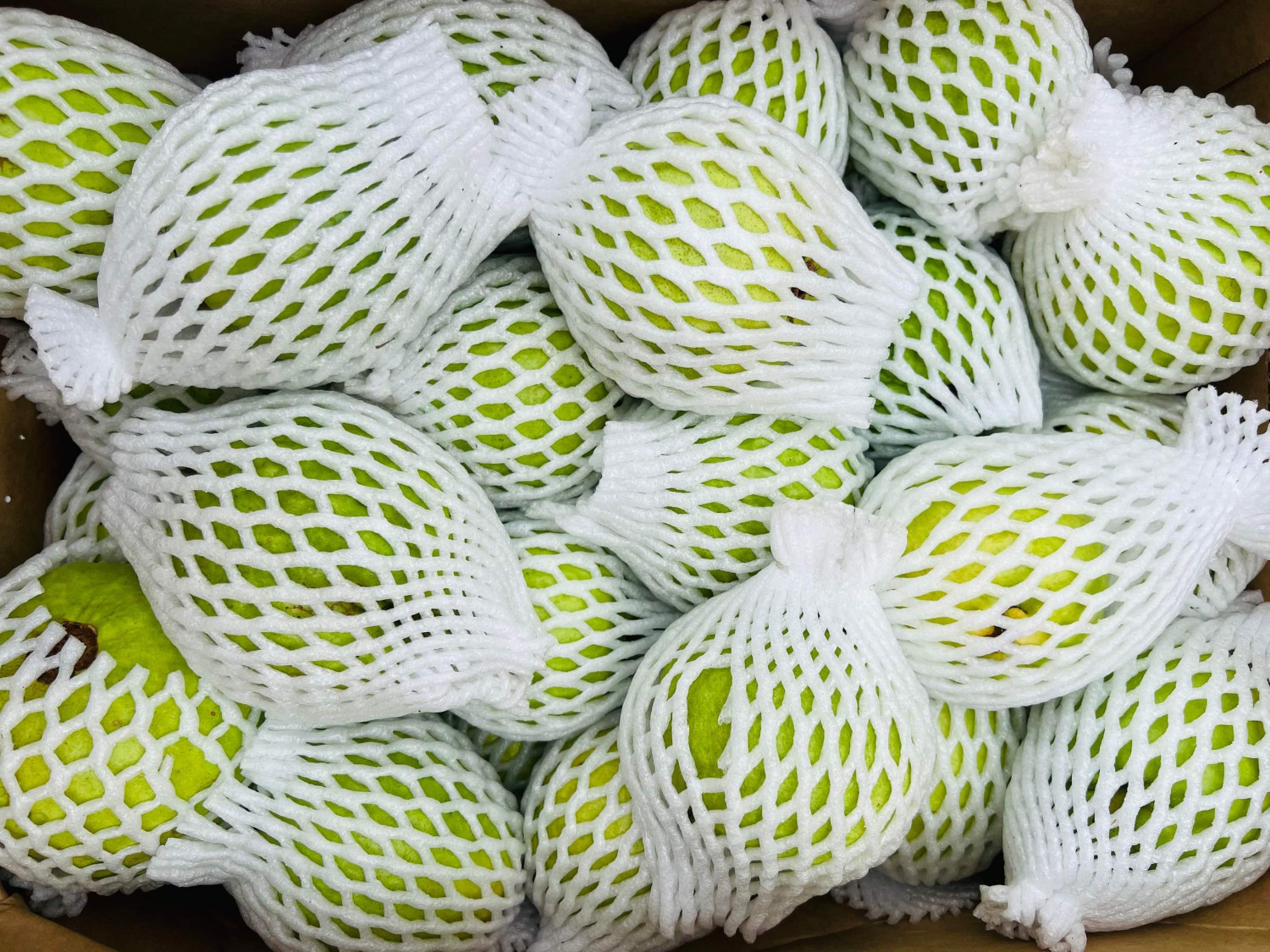 Hành tăm đông đá 30$