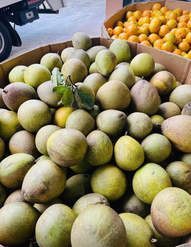 Cá Diêu Hồng