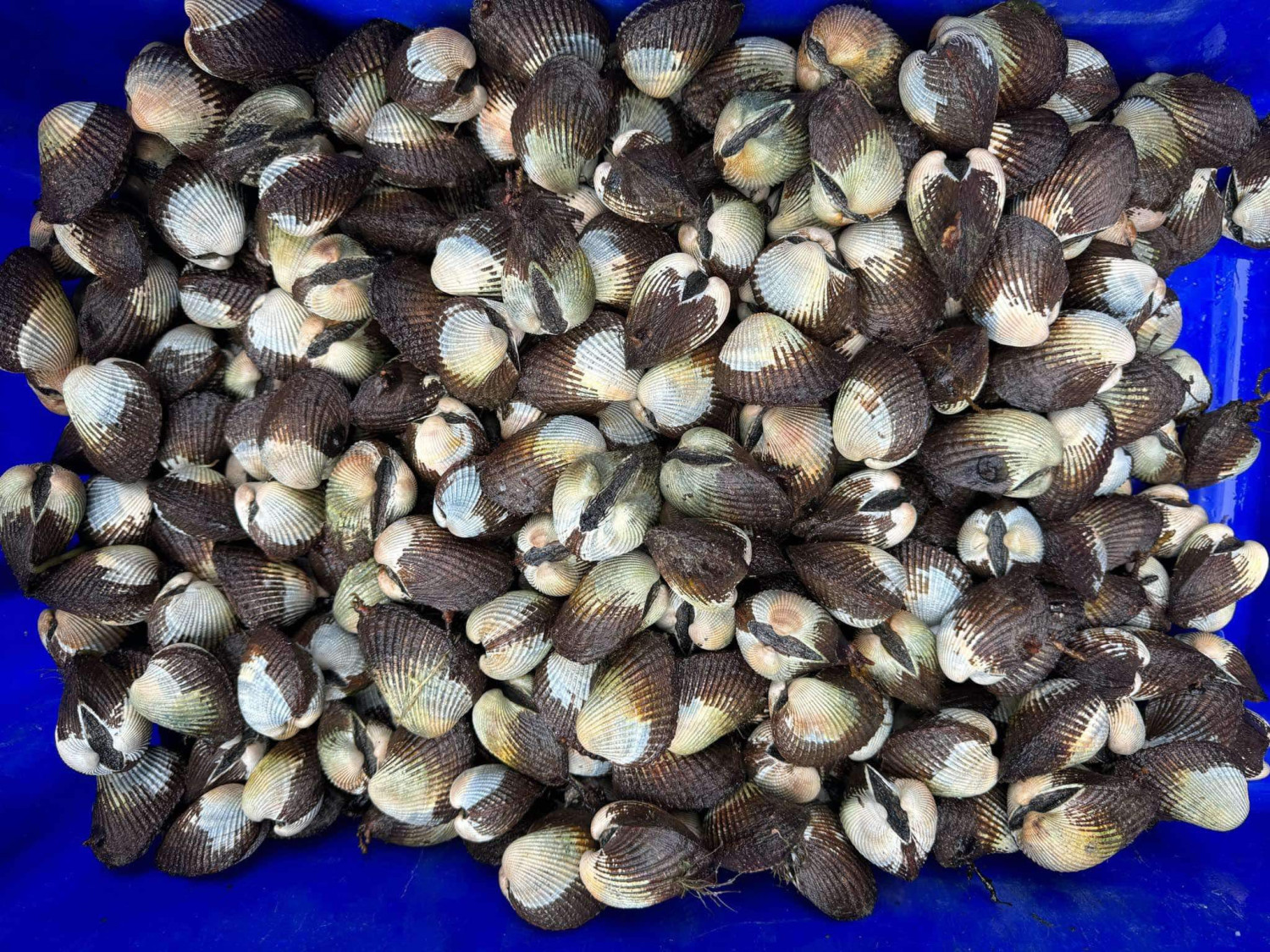 Thịt ốc móng tay 6$ hh1