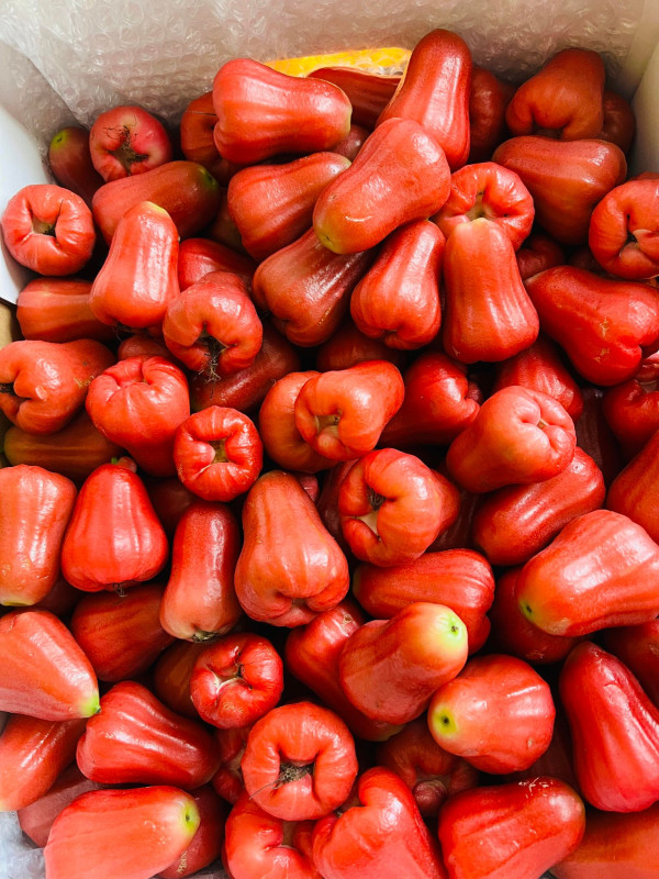 Khoai mì viên ngủ sắc 10$