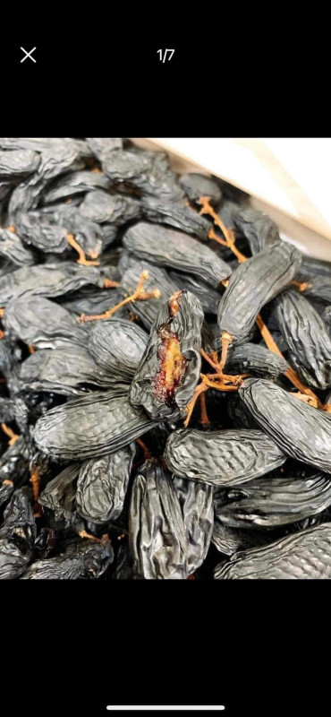 Cá Chai trứng